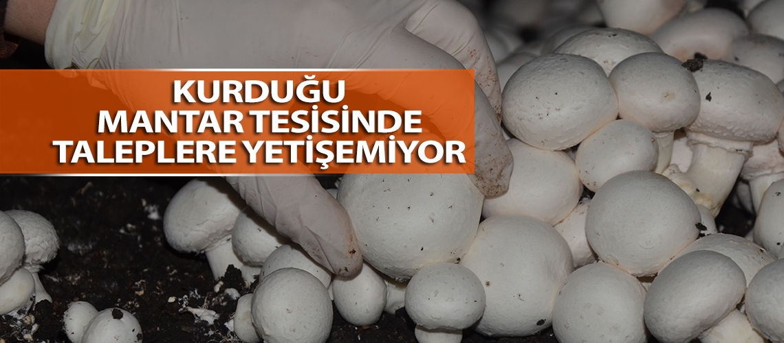 Kurduğu mantar tesisinde taleplere yetişemiyor