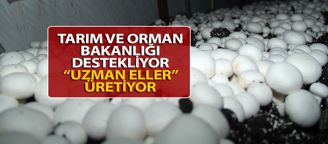 Tarım ve Orman Bakanlığı destekliyor “Uzman Eller” üretiyor