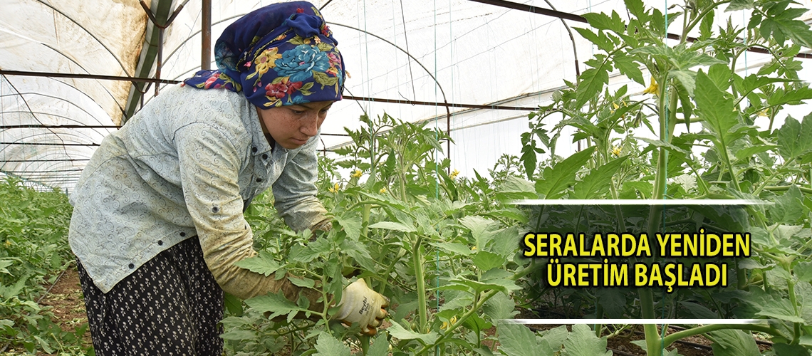 Seralarda yeniden üretim başladı