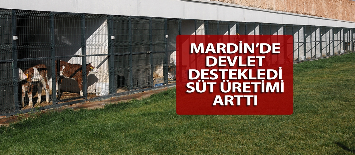 Mardin’de devlet destekledi süt üretimi arttı