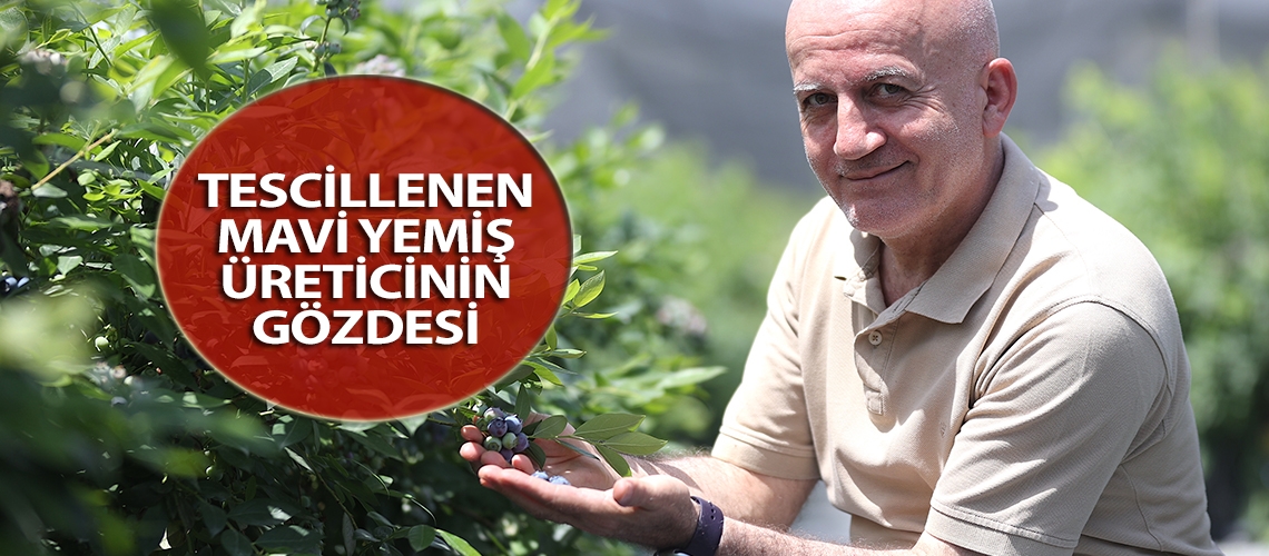 Tescillenen mavi yemiş üreticinin gözdesi