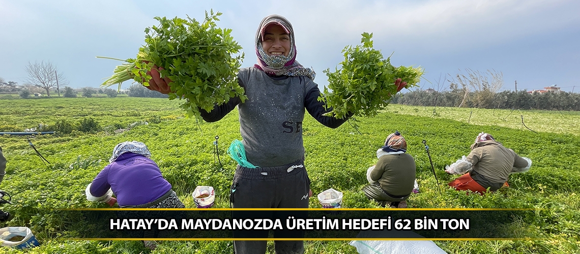 Hatay’da maydanozda üretim hedefi 62 bin ton