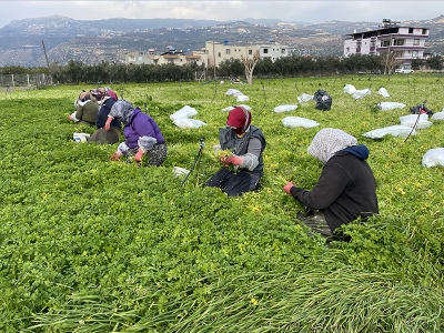 Hatay’da maydanozda üretim hedefi 62 bin ton