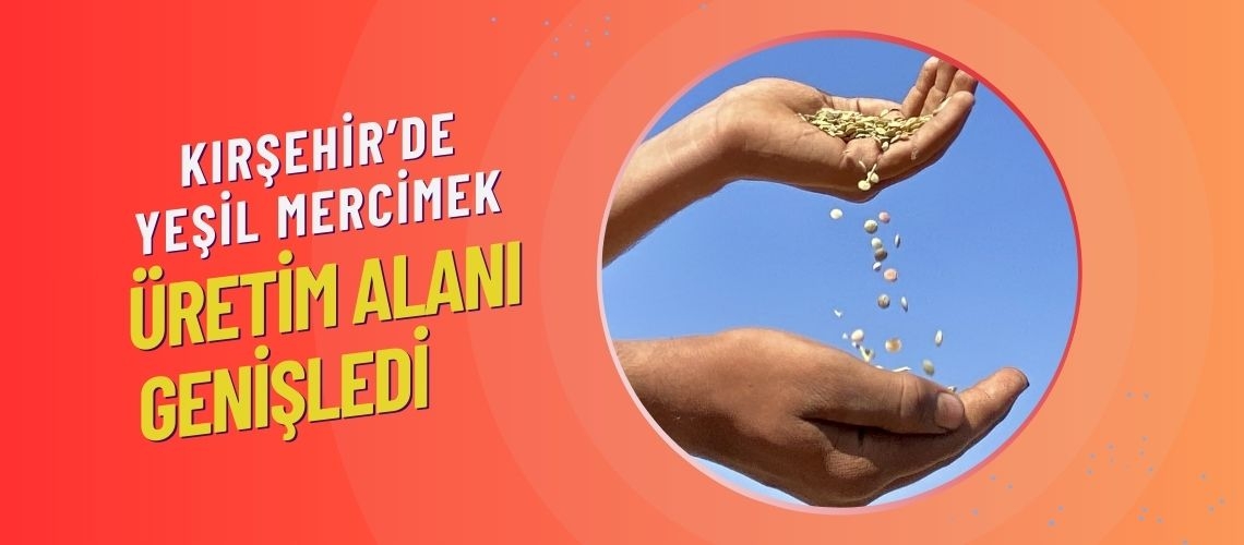 Kırşehir’de yeşil mercimek üretim alanı genişledi