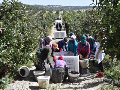 Meyve suyu için üretilen elmalarda hasat başladı