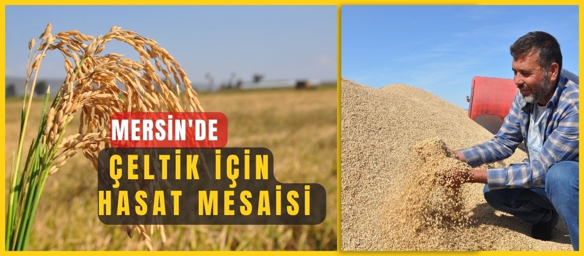 Mersin'de çeltik için hasat mesaisi