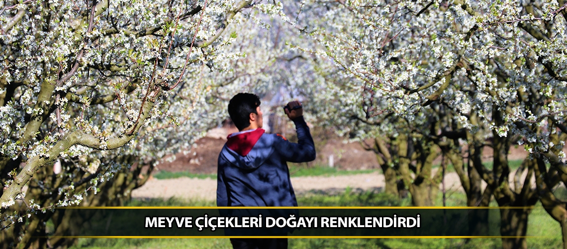 Meyve çiçekleri doğayı renklendirdi