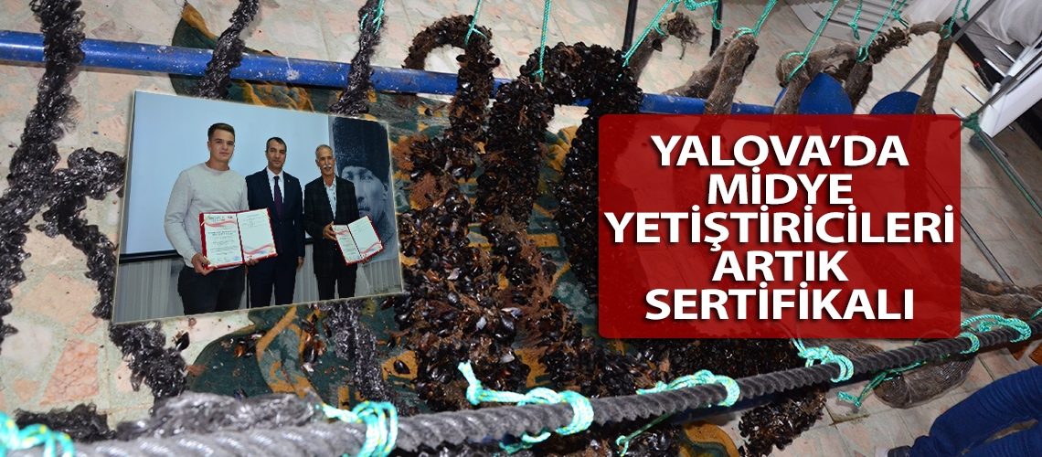 Yalova’da midye yetiştiricileri artık sertifikalı