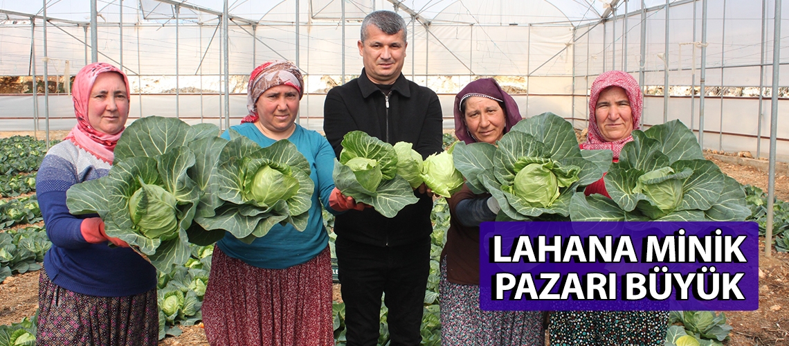 Lahana minik pazarı büyük