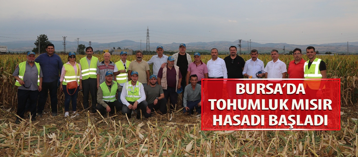 Bursa’da tohumluk mısır hasadı başladı