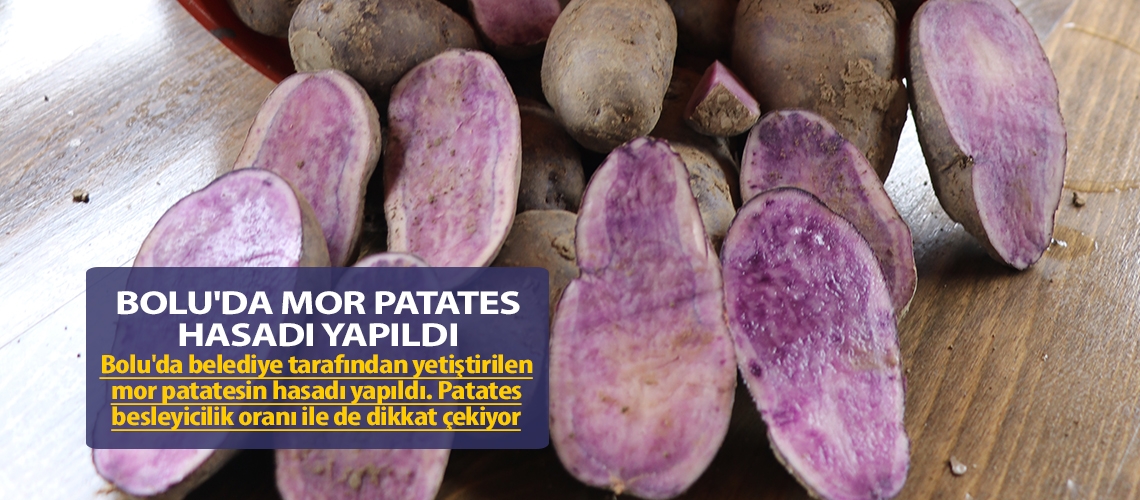 Bolu'da mor patates hasadı yapıldı