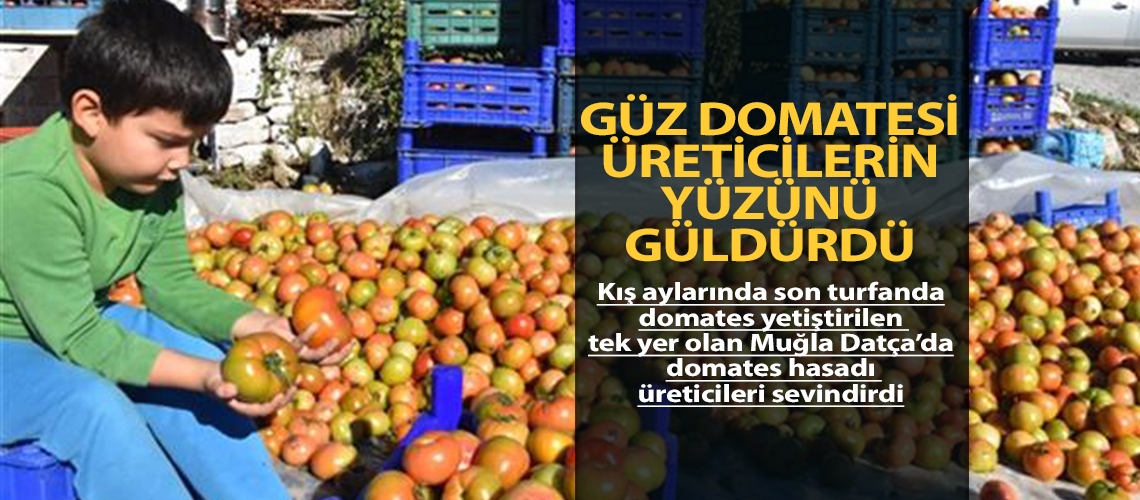 Datça’da Güz Domatesi Üreticilerin Yüzünü Güldürdü…