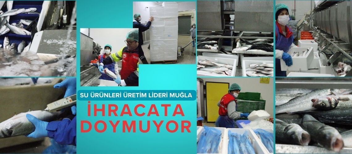 Su ürünleri üretim lideri Muğla ihracata doymuyor