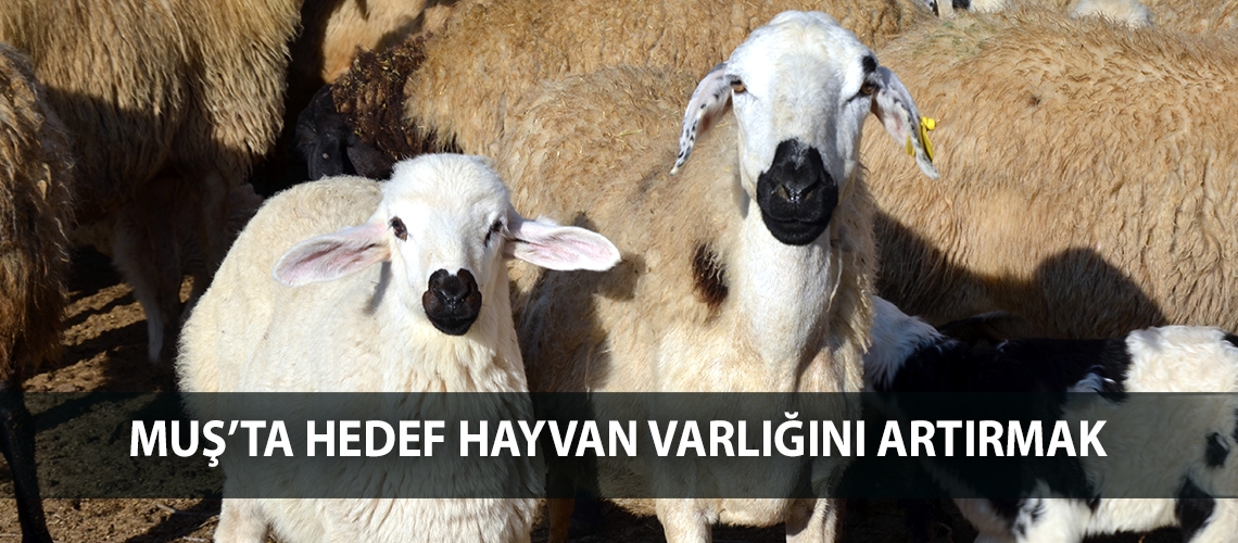 Muş’ta hedef hayvan varlığını artırmak