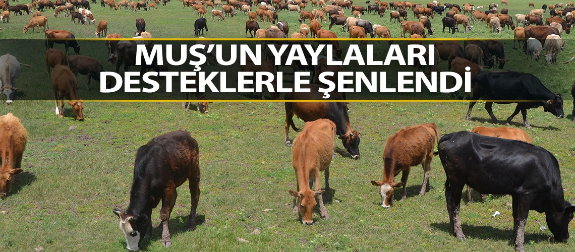 Muş’un yaylaları desteklerle şenlendi