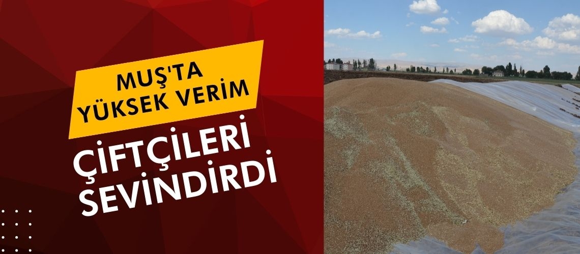 Muş'ta yüksek verim çiftçileri sevindirdi