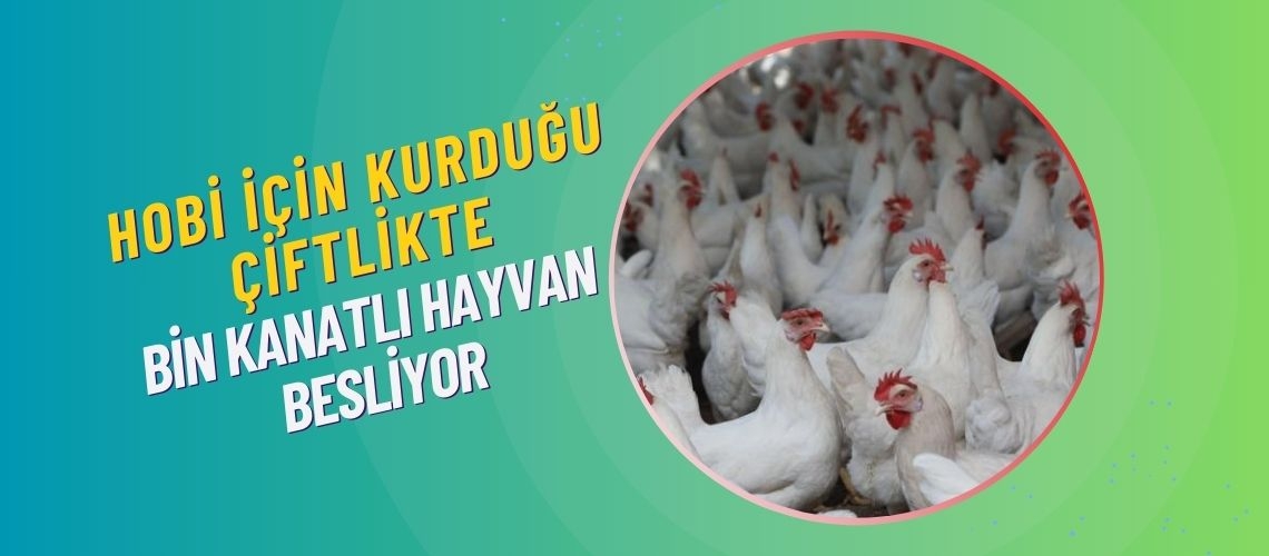 Hobi için kurduğu çiftlikte bin kanatlı hayvan besliyor