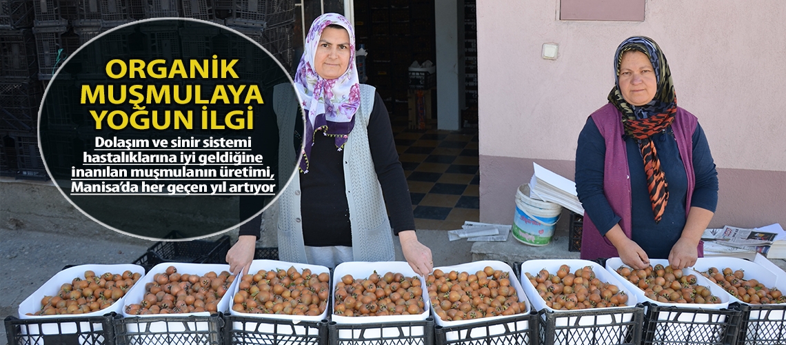 Organik muşmulaya yoğun ilgi