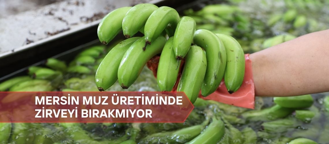 Mersin muz üretiminde zirveyi bırakmıyor