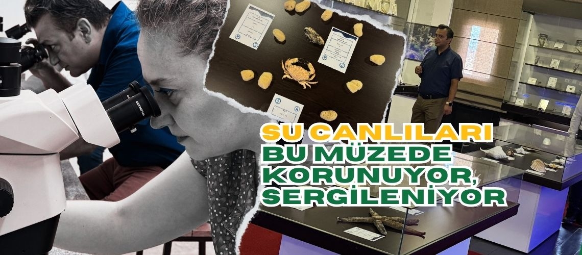 Su canlıları bu müzede korunuyor, sergileniyor