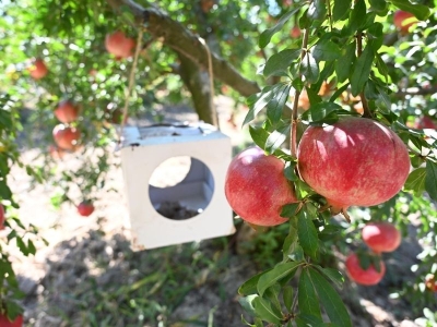 Doğal nar yetiştirmek için yeni proje başladı