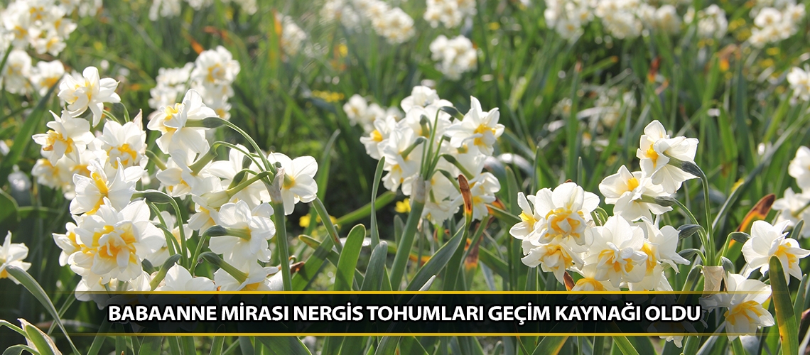 Babaanne mirası nergis tohumları geçim kaynağı oldu