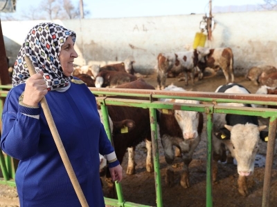 Sağlıklı süt için inek aldı, işletme sahibi oldu