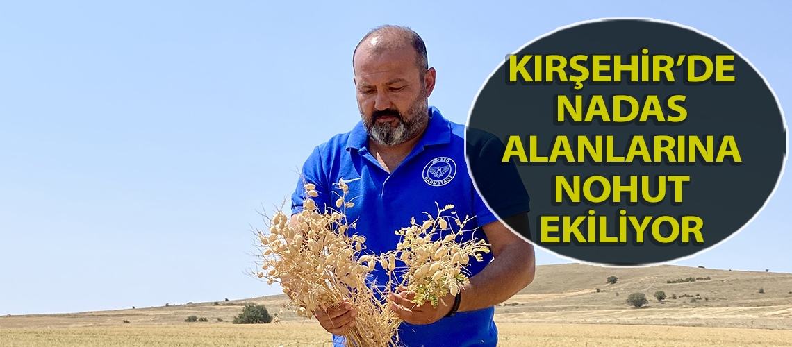 Kırşehir’de nadas alanlarına nohut ekiliyor