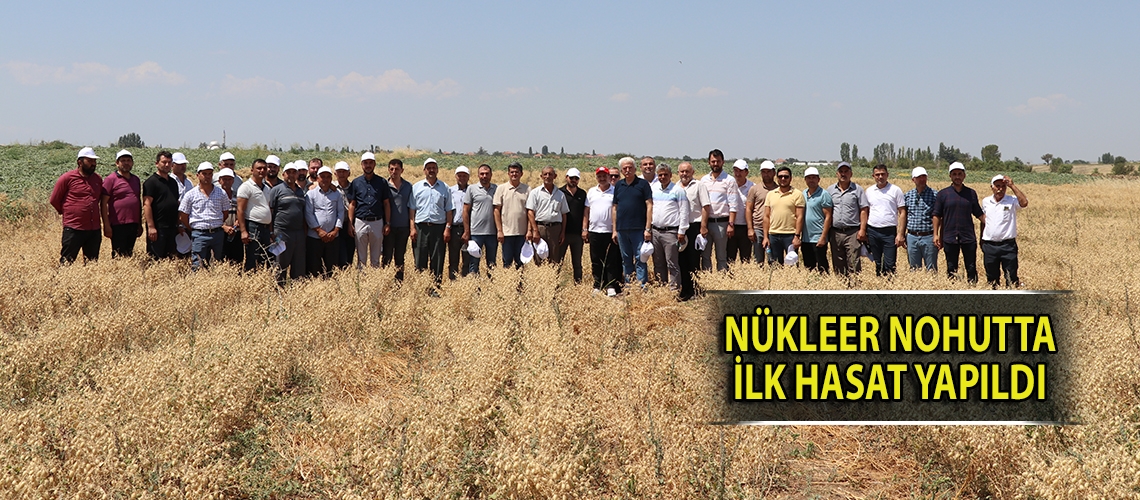 Nükleer nohutta ilk hasat yapıldı