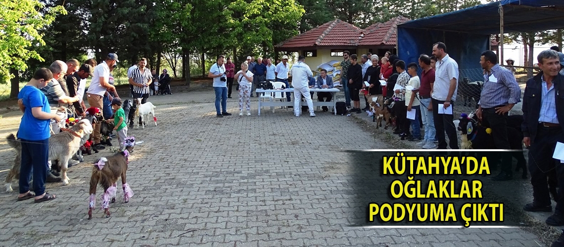 Kütahya’da oğlaklar podyuma çıktı