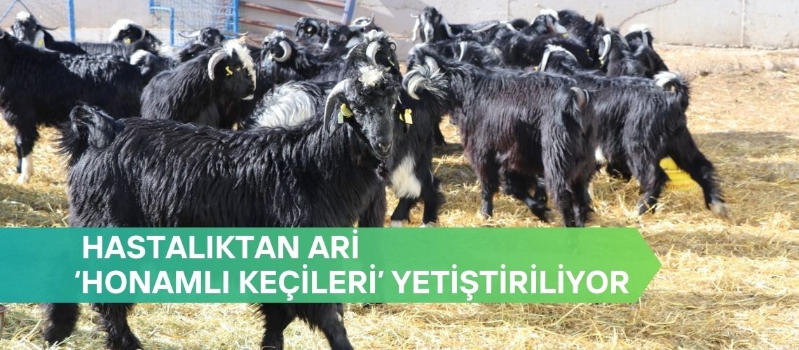 Hastalıktan ari ‘Honamlı keçileri’ yetiştiriliyor