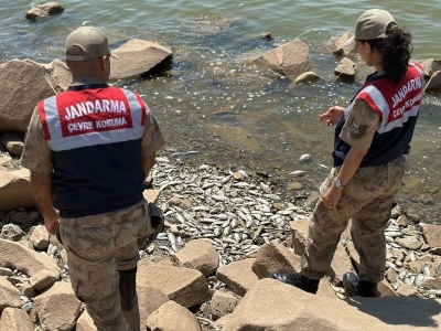 Balık ölümleriyle ilgili inceleme başlatıldı