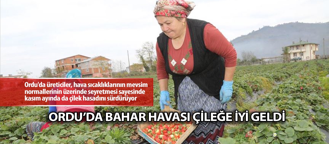 Ordu’da bahar havası çileğe iyi geldi