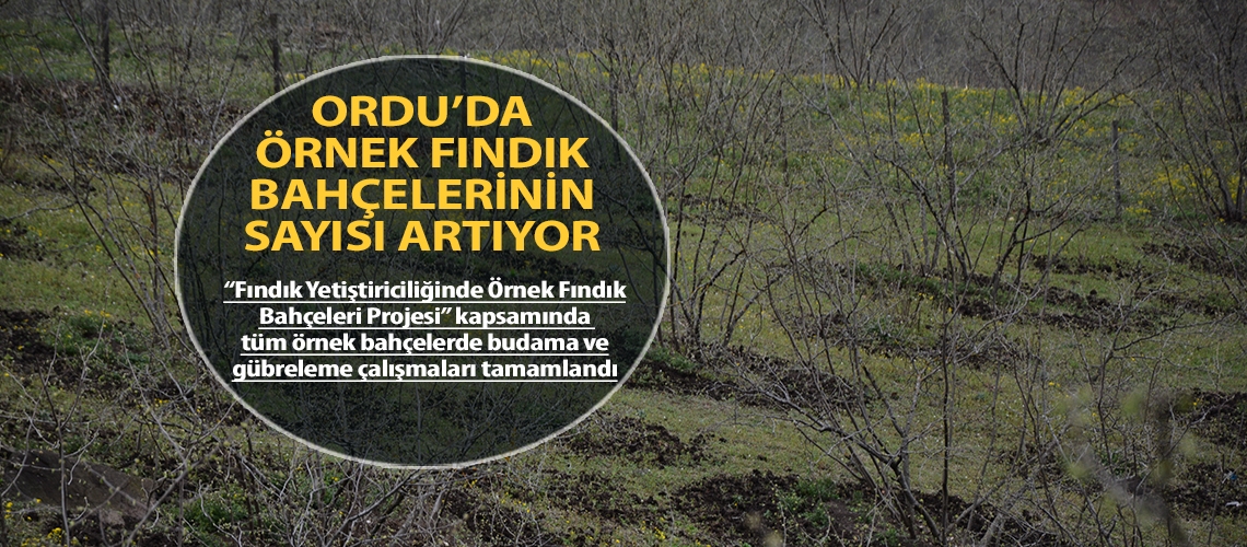 Ordu’da örnek fındık bahçelerinin sayısı artıyor