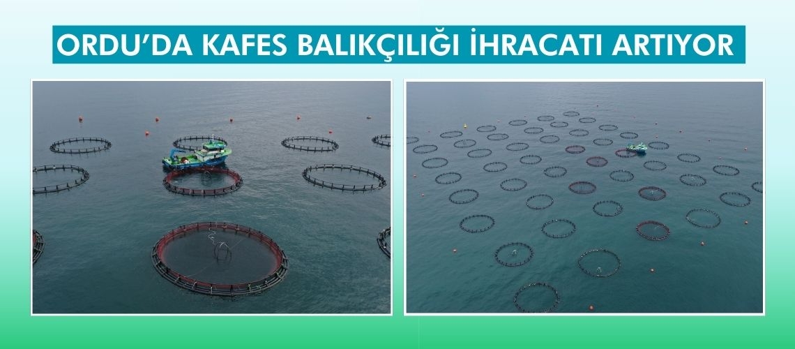 Ordu’da kafes balıkçılığı ihracatı artıyor