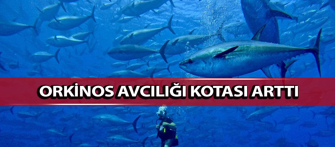 Orkinos avcılığı kotası arttı