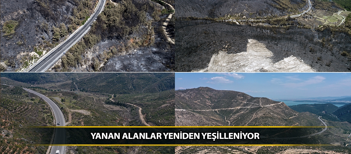 Yanan alanlar yeniden yeşilleniyor