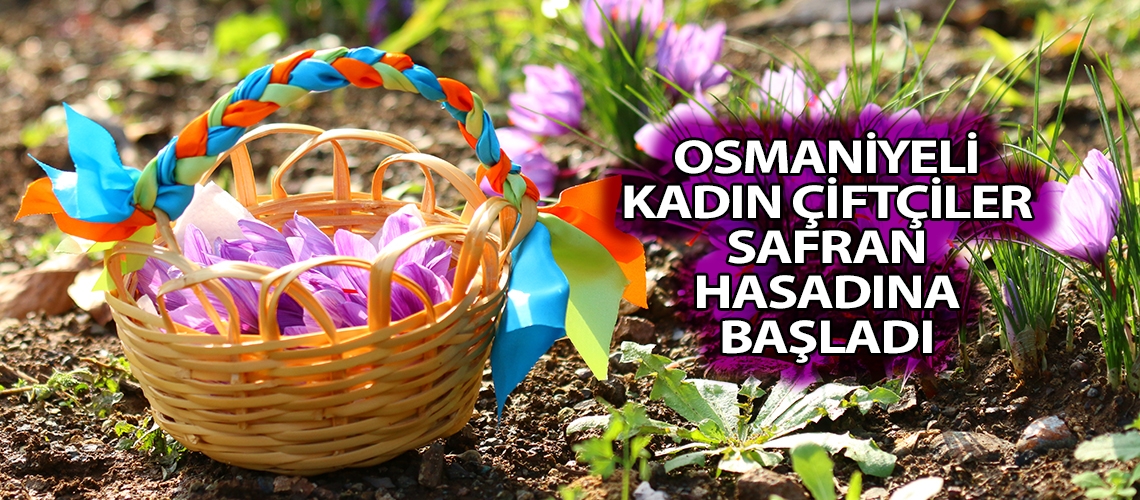 Osmaniyeli kadın çiftçiler safran hasadına başladı