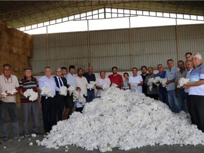 Sezonun ilk pamuğu fabrikaya geldi