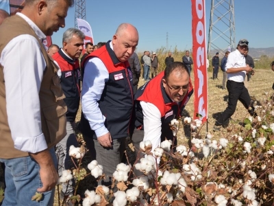 Denizli pamuğu için hasat vakti