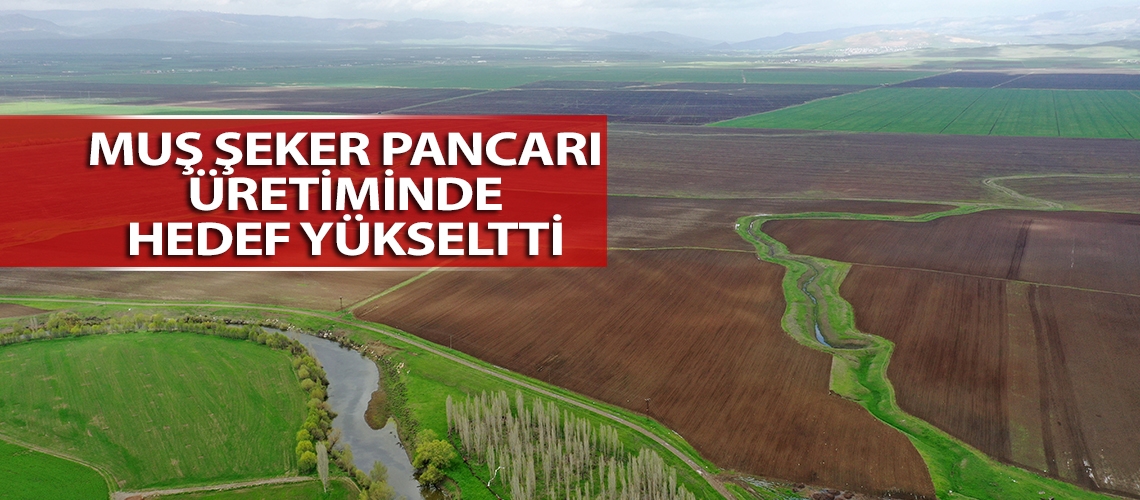 Muş şeker pancarı üretiminde hedef yükseltti