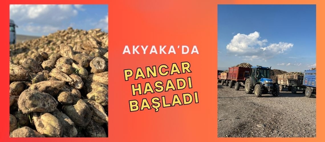 Akyaka’da pancar hasadı başladı