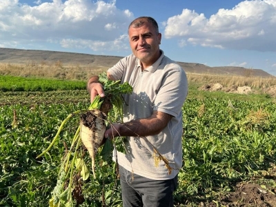 Akyaka’da pancar hasadı başladı