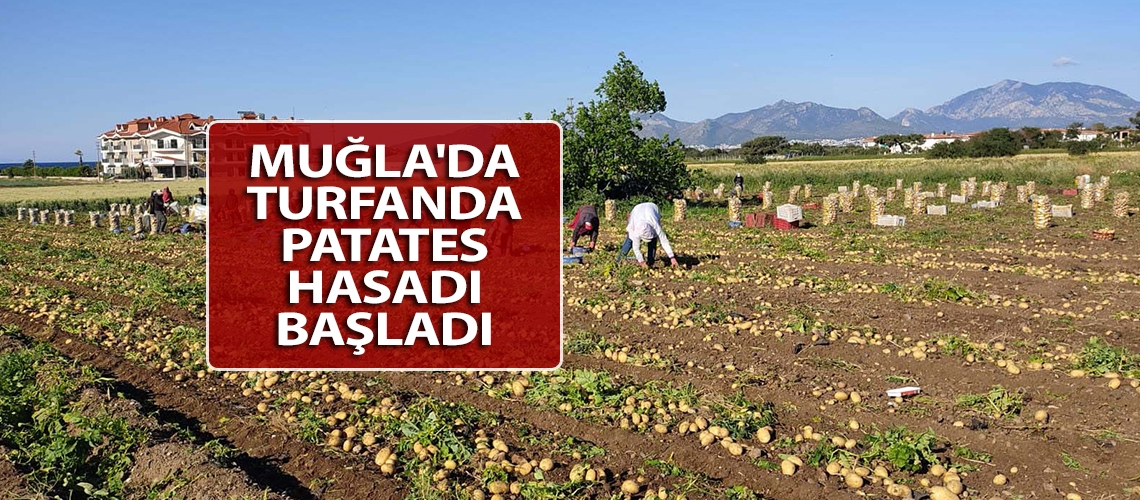 Muğla'da turfanda patates hasadı başladı