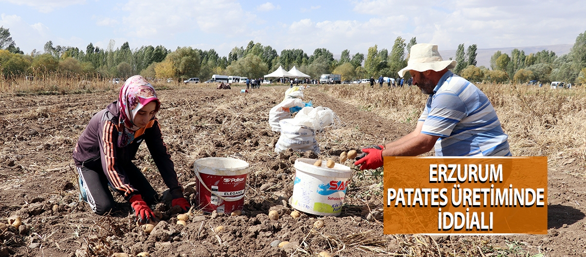 Erzurum patates üretiminde iddialı