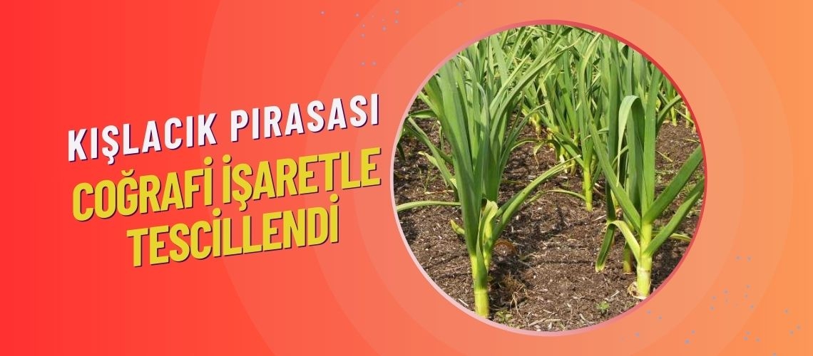 Kışlacık pırasası coğrafi işaretle tescillendi