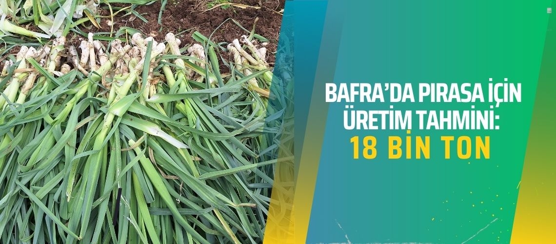 Bafra’da pırasa için üretim tahmini: 18 bin ton