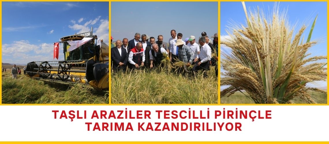 Taşlı araziler tescilli pirinçle tarıma kazandırılıyor