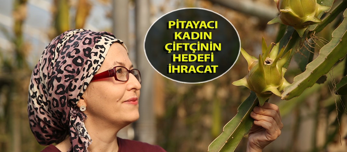 Pitayacı kadın çiftçinin hedefi ihracat