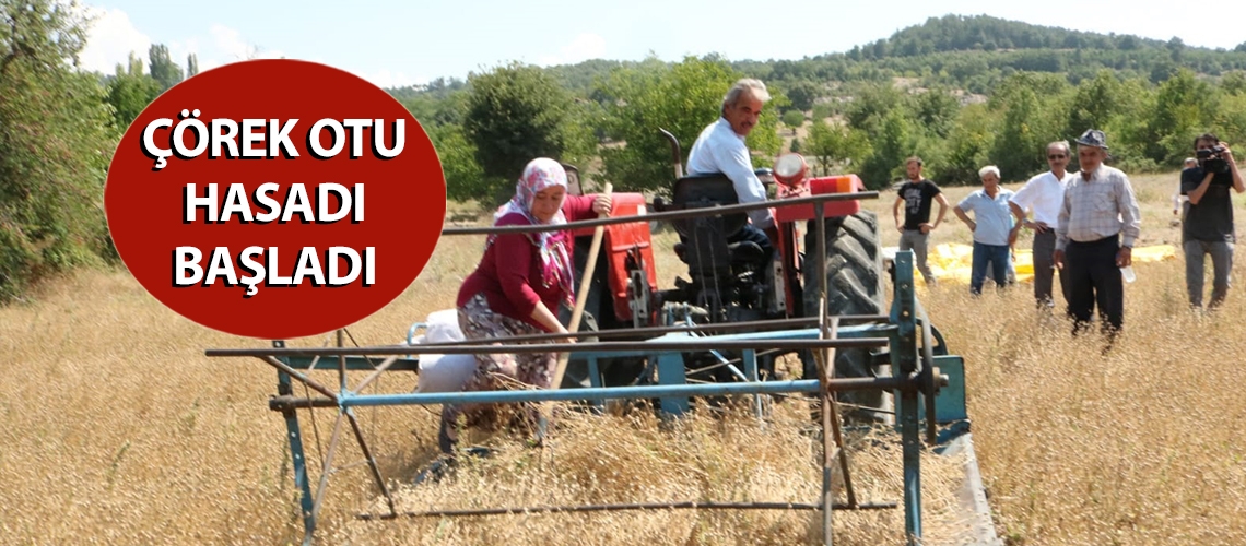 Çörek otu hasadı başladı